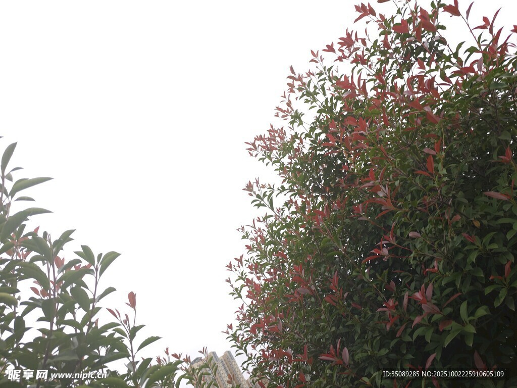 繁花绿树的自然景致