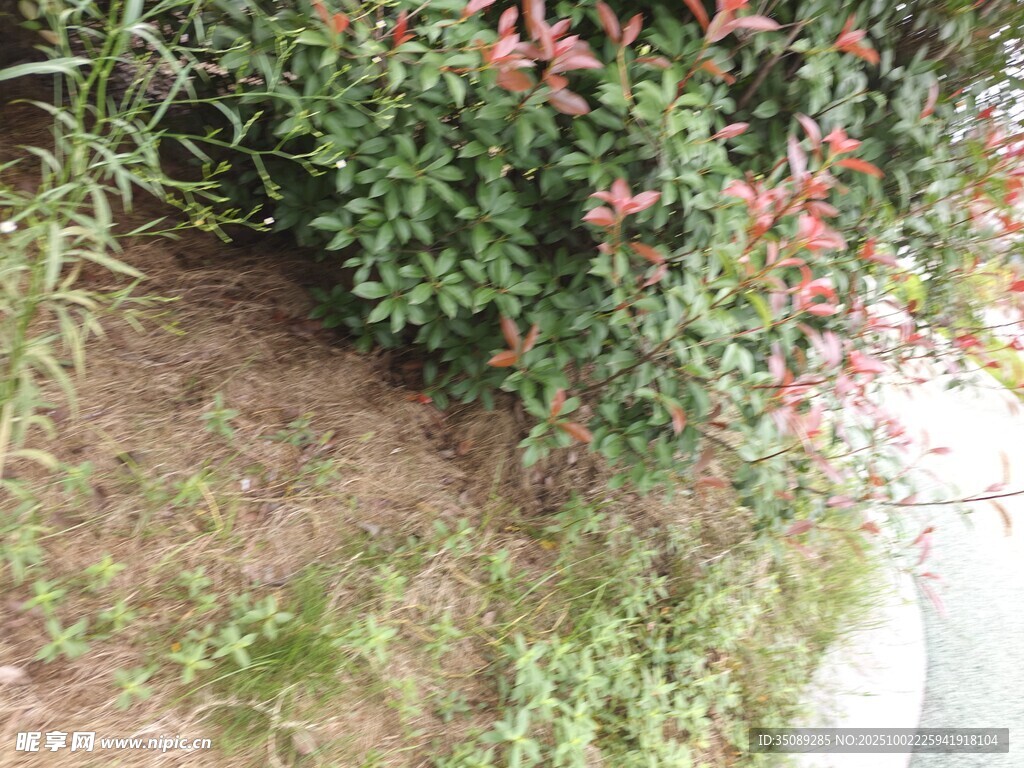 路边绿植与繁茂花卉