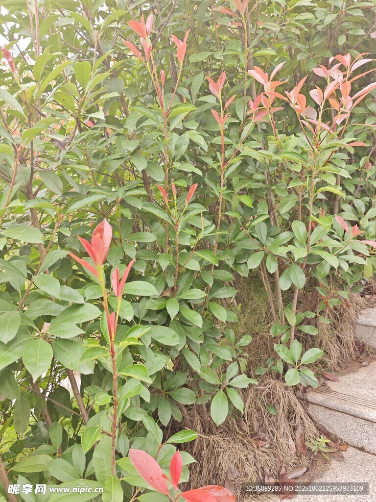 绿叶间的红色植物景观