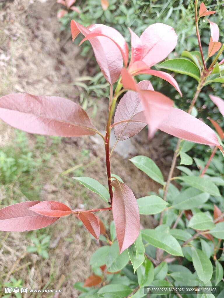 红叶植物特写