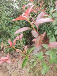 红叶植物特写