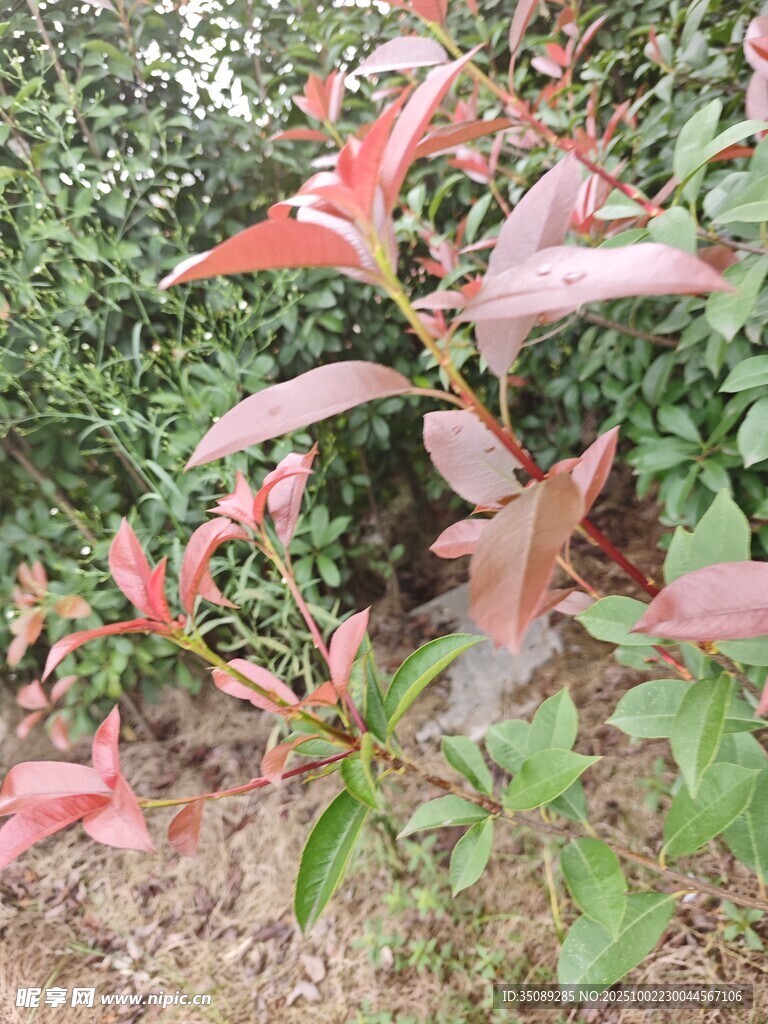 红叶植物特写