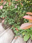 绿叶红边植物特写