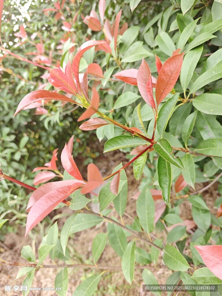 红绿叶植物特写