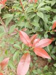 鲜艳红叶植物特写