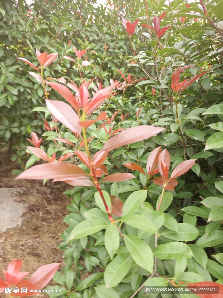 红叶绿植特写