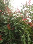 鲜艳红绿叶植物景致