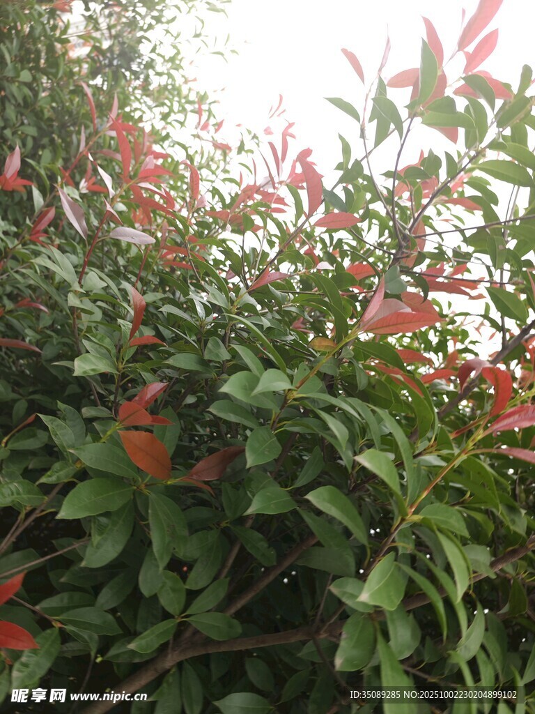 鲜艳红绿叶植物景致
