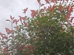 红绿叶植物特写