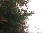 绿叶红枝旁的风力发电机