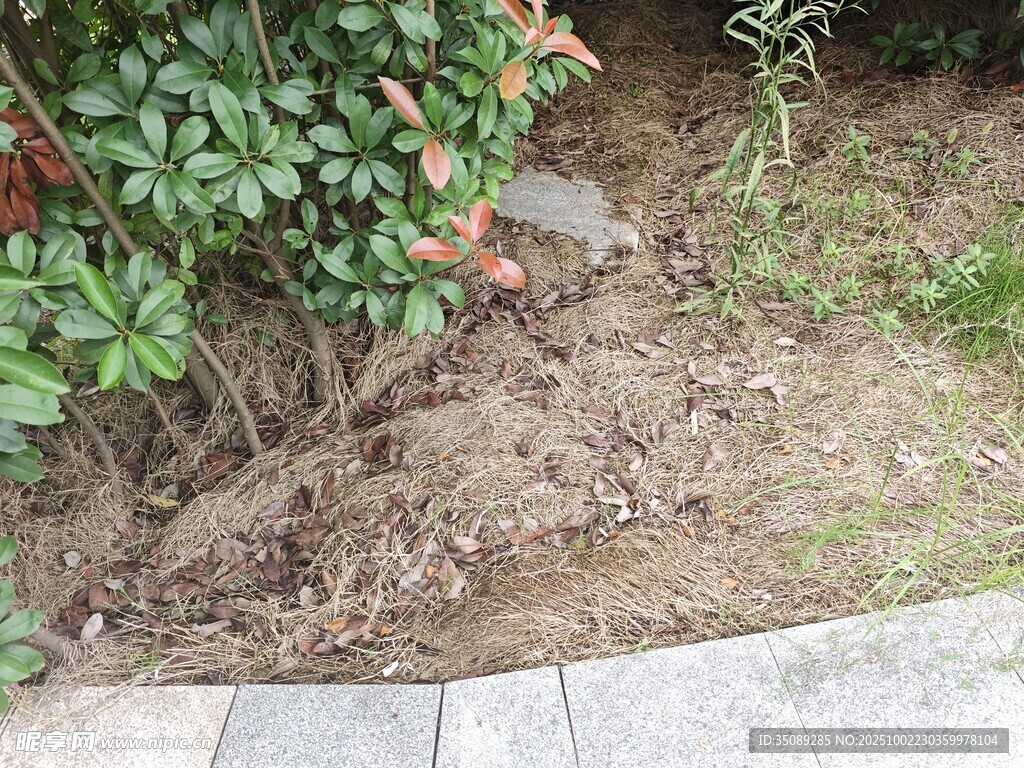 花园中裸露的泥土与绿植