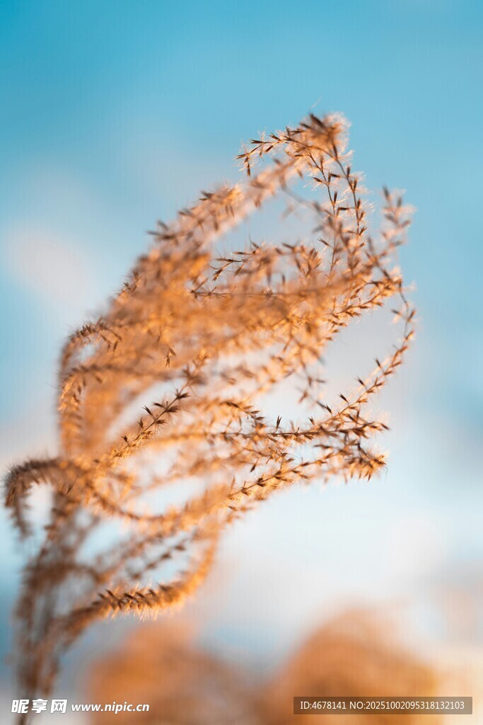 秋日蓬松植物特写