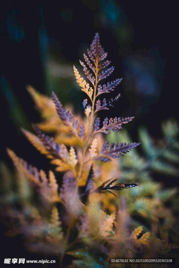 梦幻蕨类植物特写