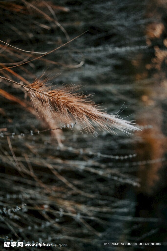 水边摇曳的纤细芦苇