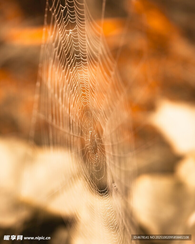 蜘蛛丝特写