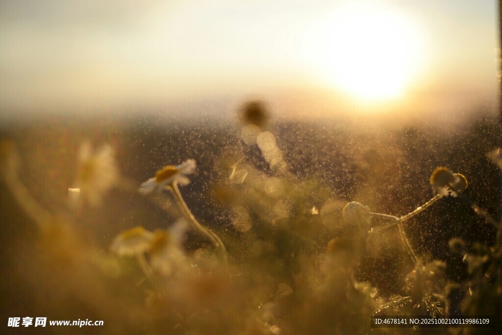 夕阳下的花草美景