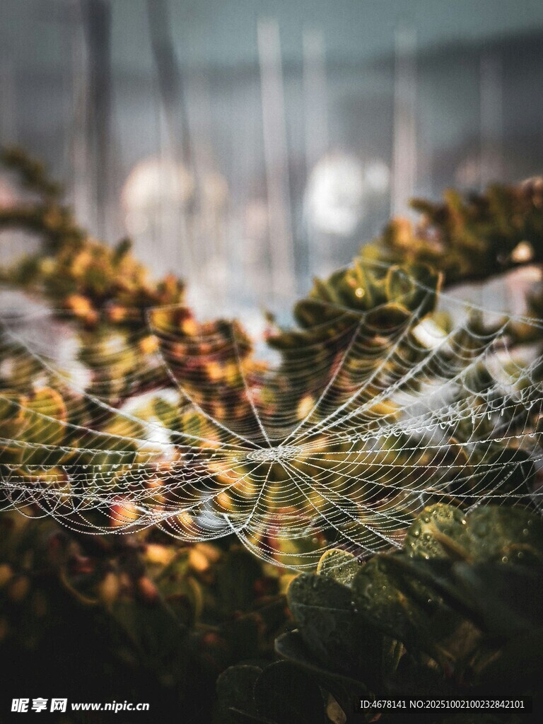 蛛网覆盖的多彩植物