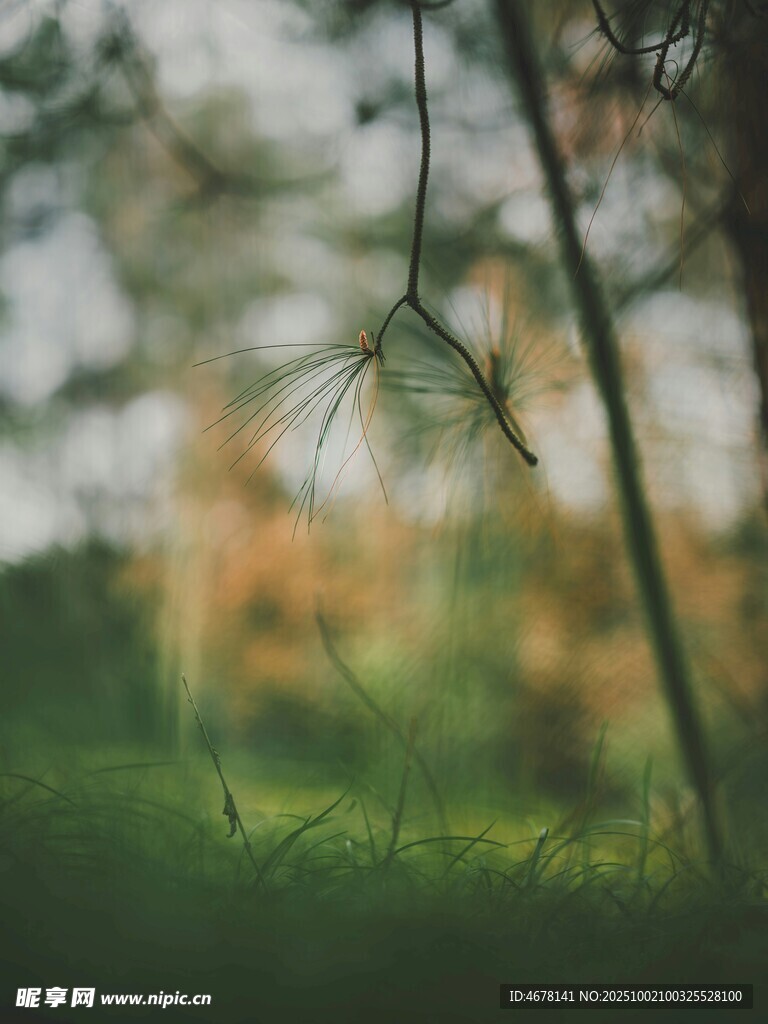 林间草叶自然诗意景象