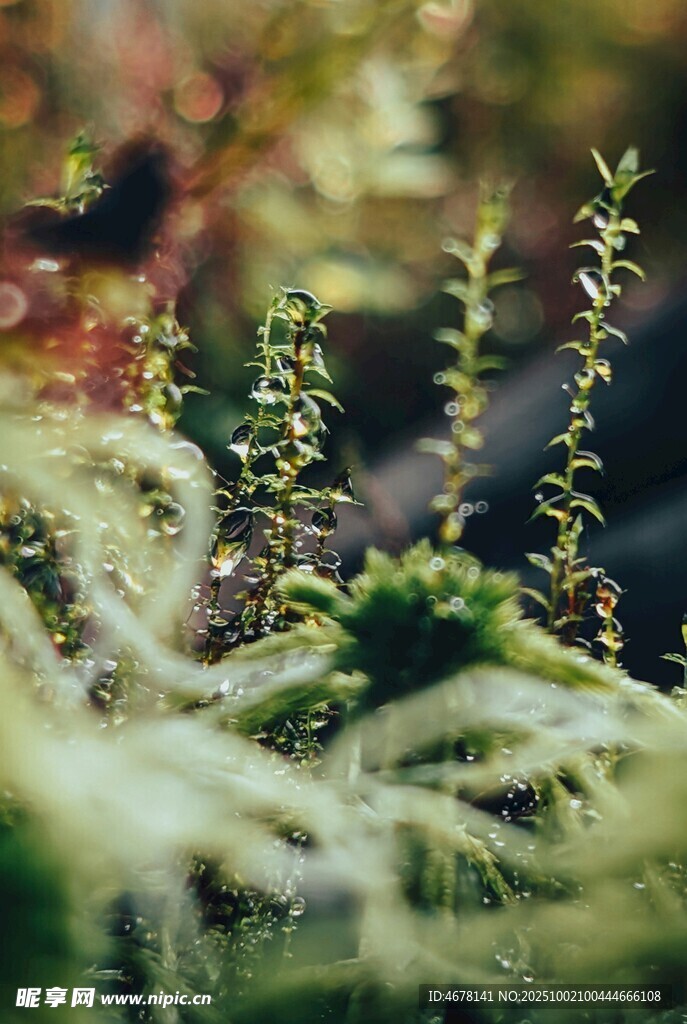 翠绿植物的自然微观景致