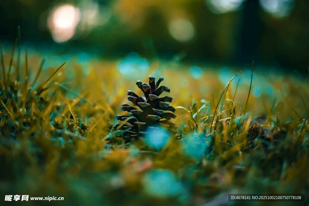 草地上的松果