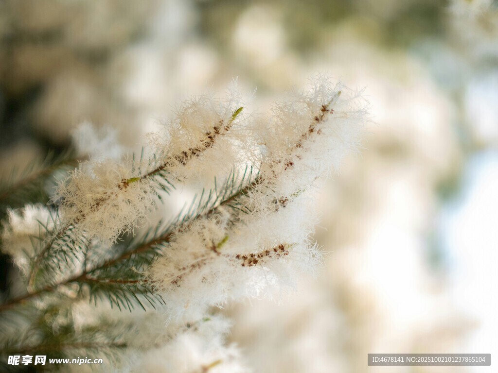 蓬松白色植物枝叶特写