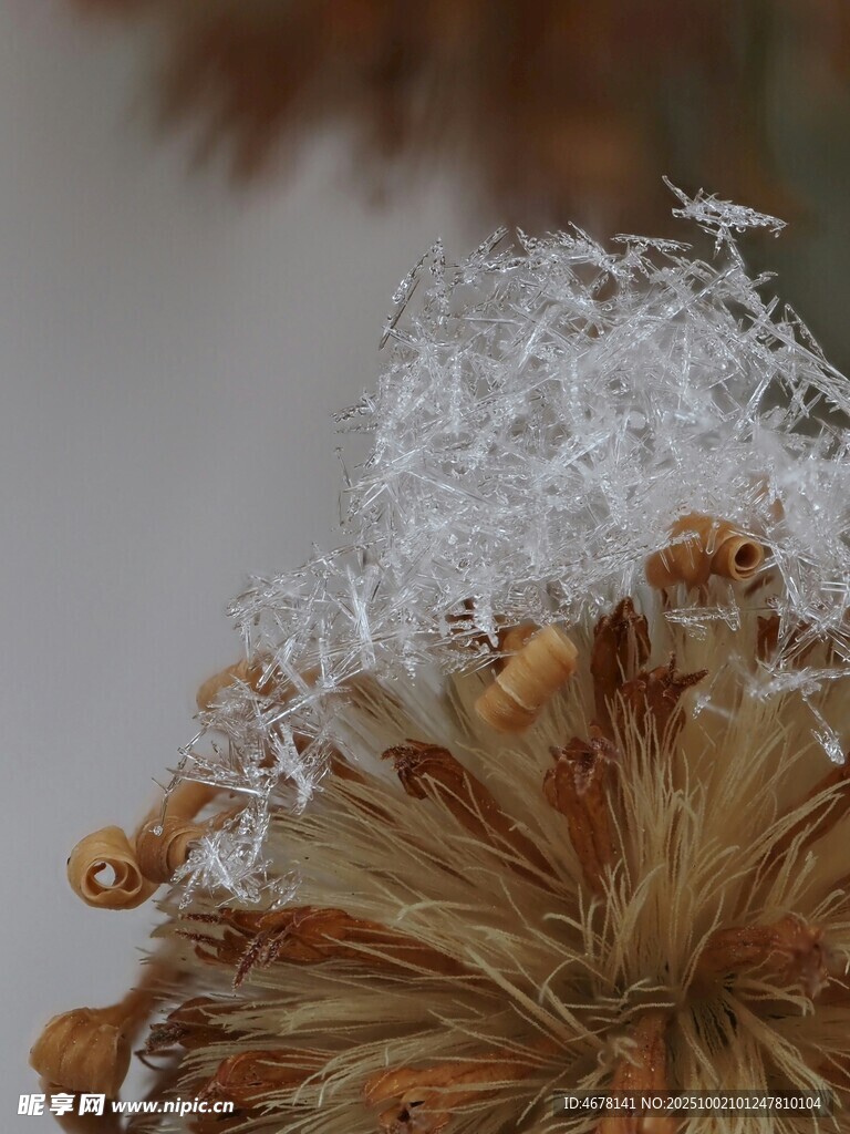 霜覆干花尽显冬日之美