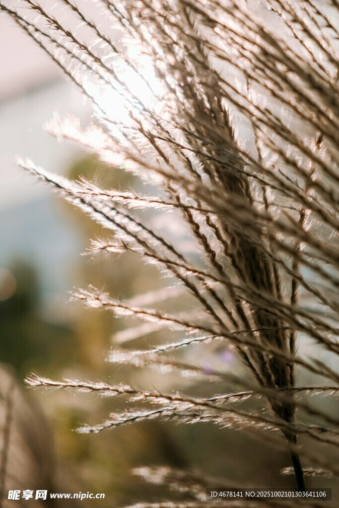 阳光下的草枝