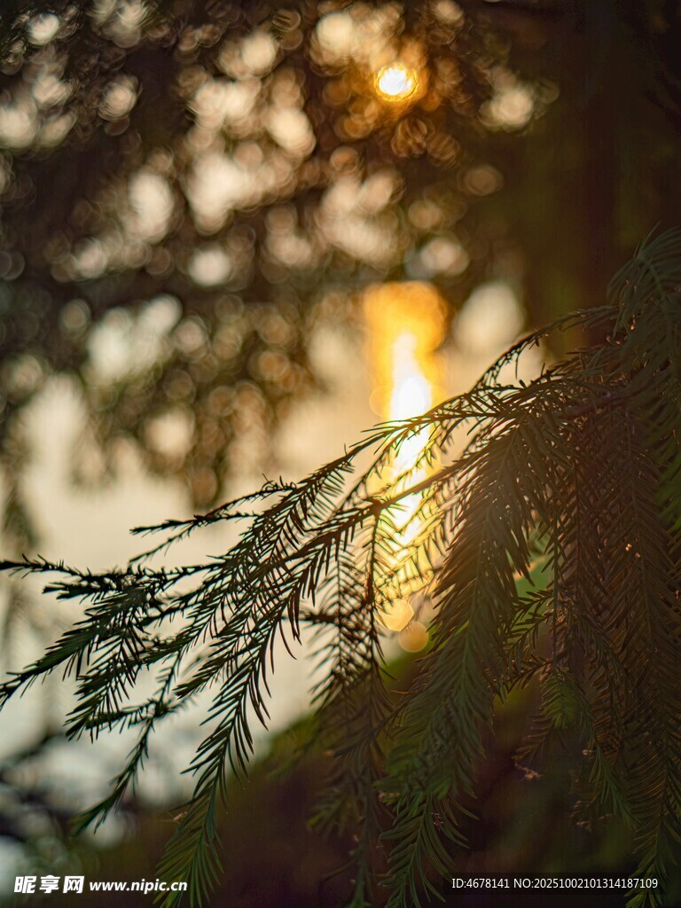 林间阳光透过枝叶的美景