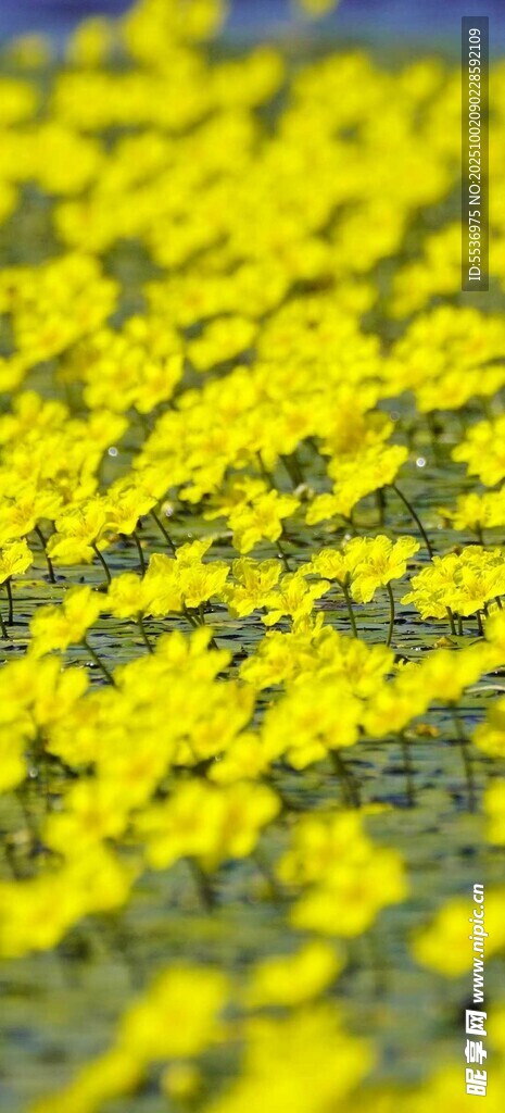 参差荇菜