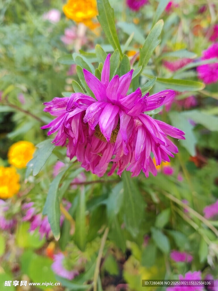 娇艳紫菊绽放