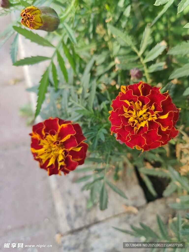 鲜艳万寿菊绽放于绿植间