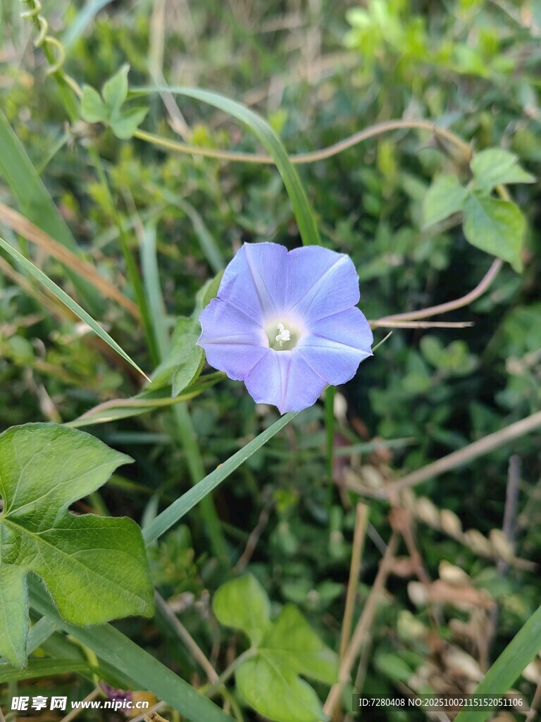 蓝花绽于绿叶间