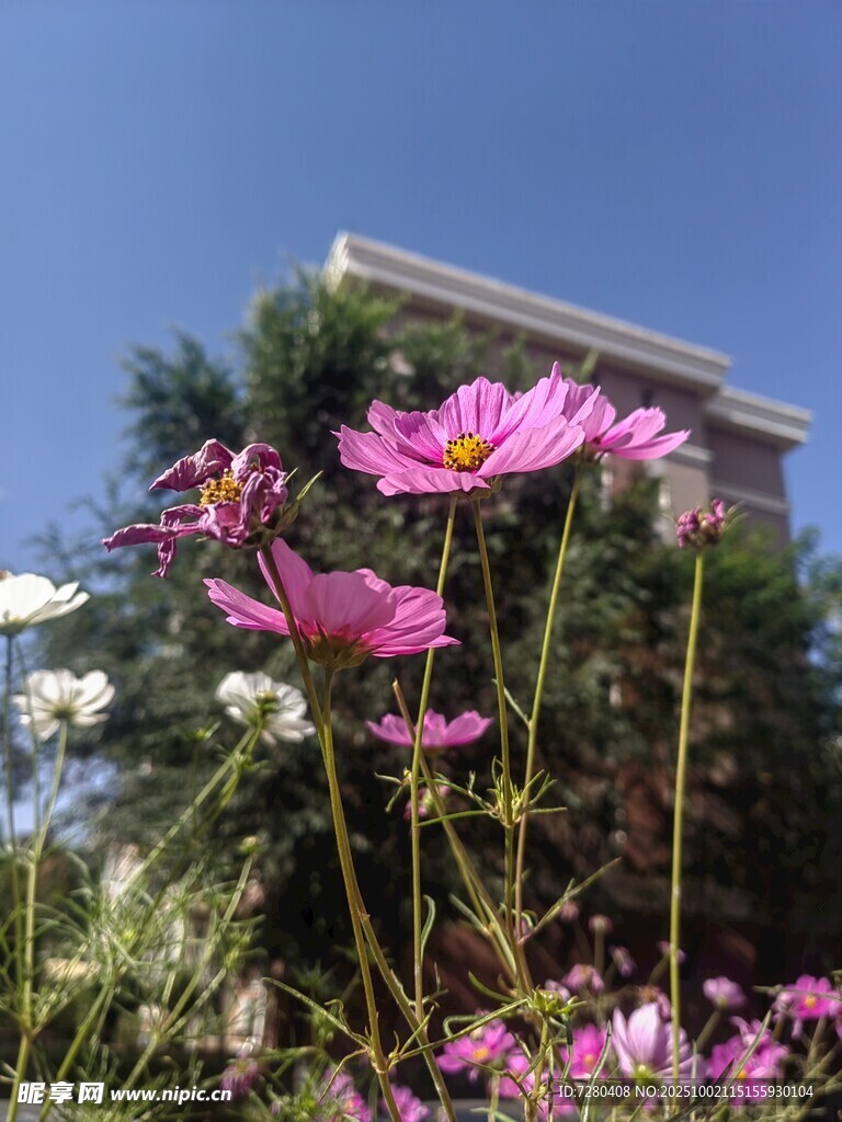 阳光下绽放的多彩格桑花