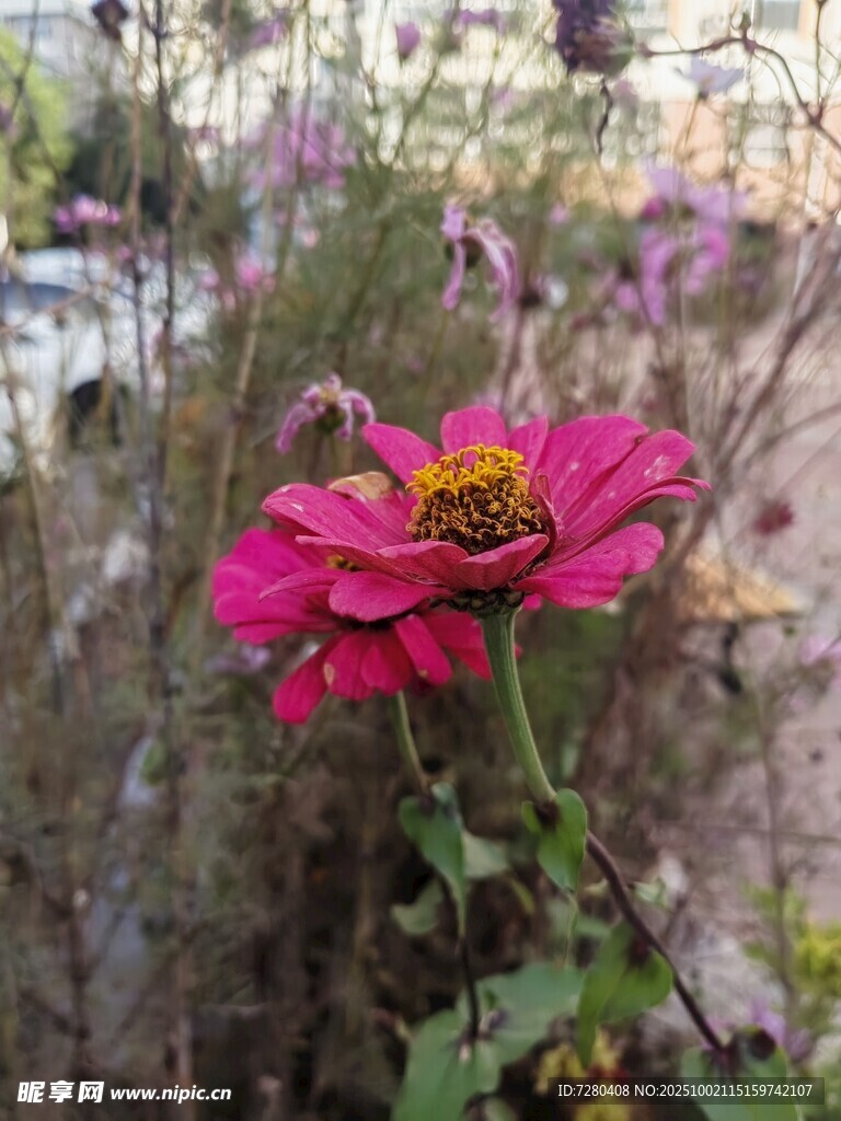娇艳绽放的粉色花朵