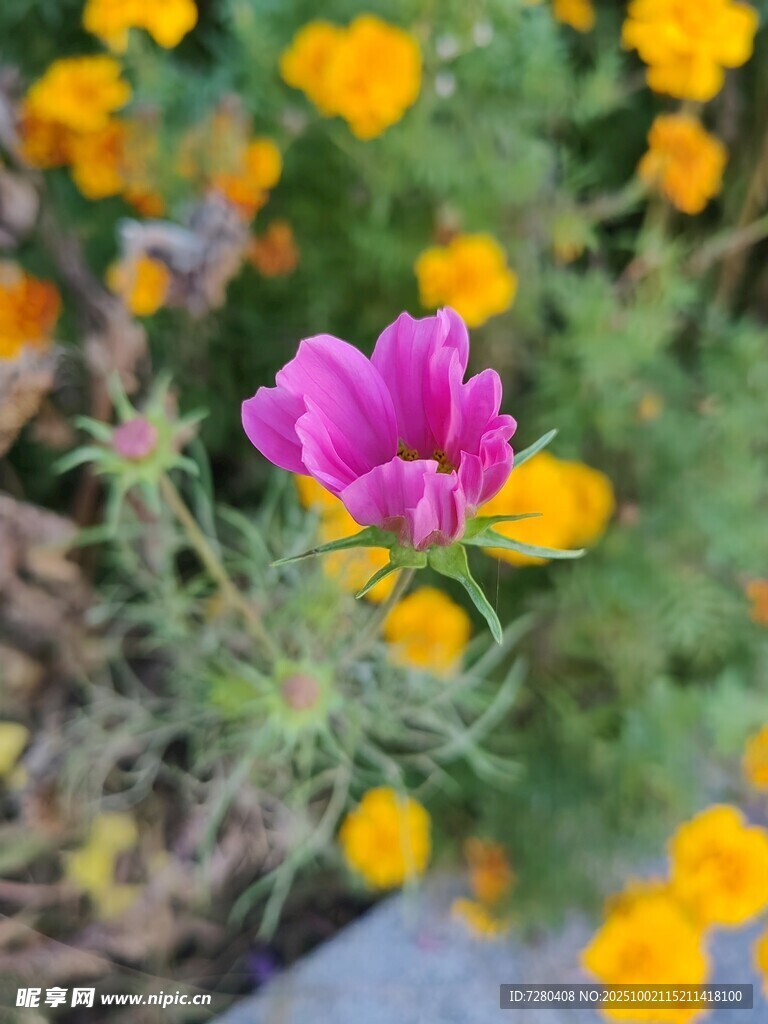 粉色花朵绽放于花丛中