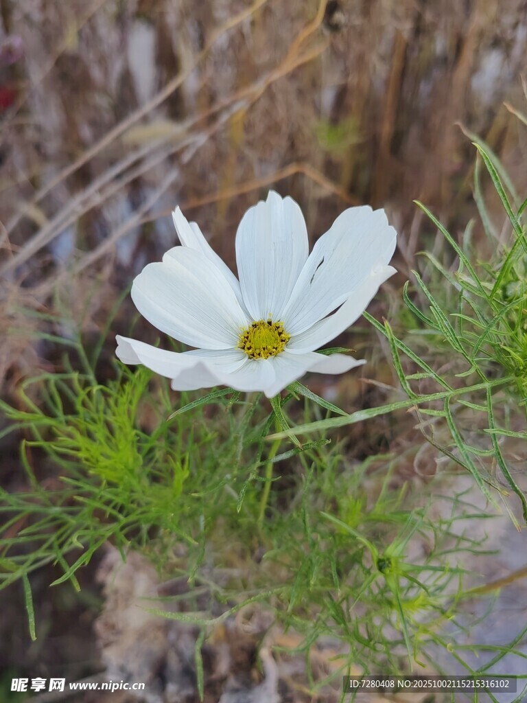 孤朵白色秋英绽于草丛