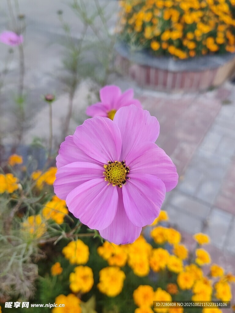 娇艳粉花与灿烂黄花