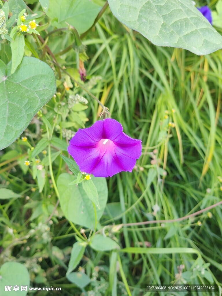 紫色牵牛花绽放于绿叶间