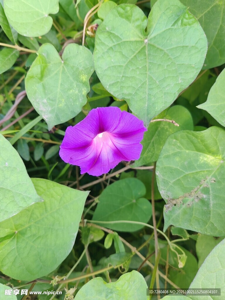 紫色牵牛花绽放绿叶间