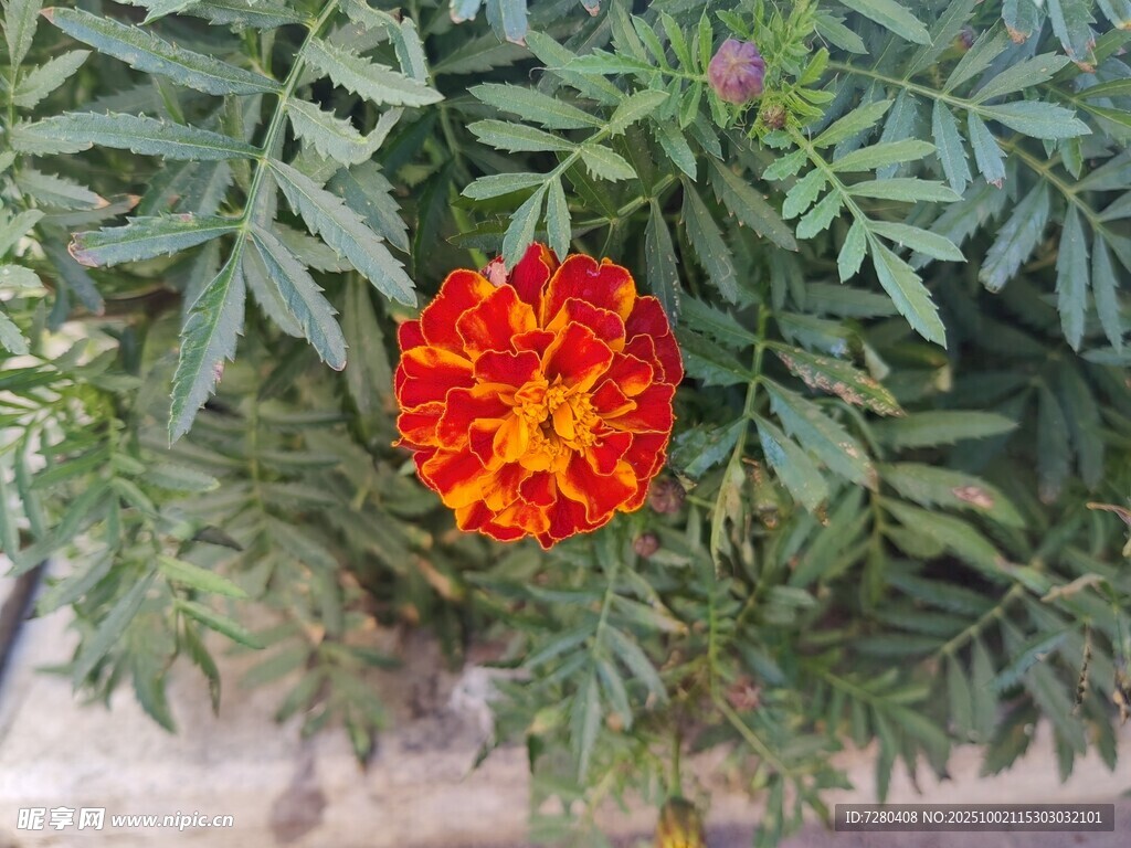 鲜艳红黄花绿叶相衬