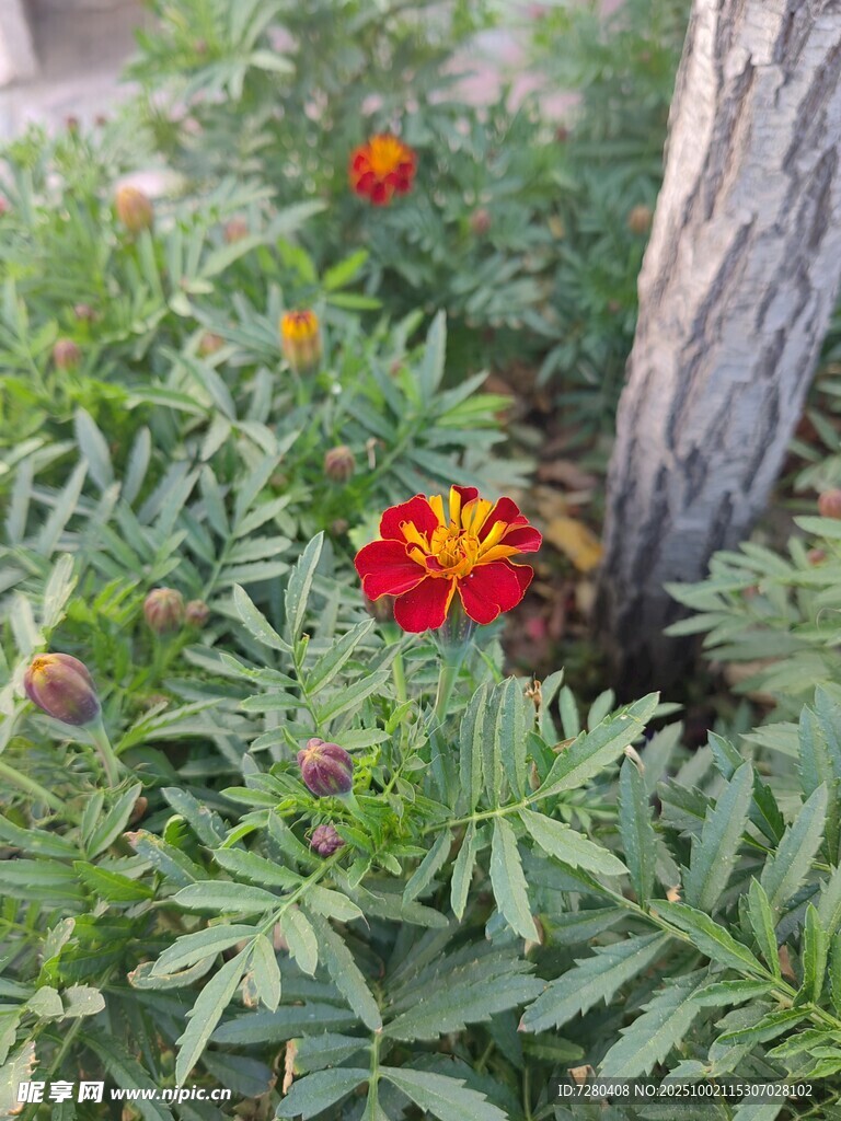 树下绽放的鲜艳万寿菊