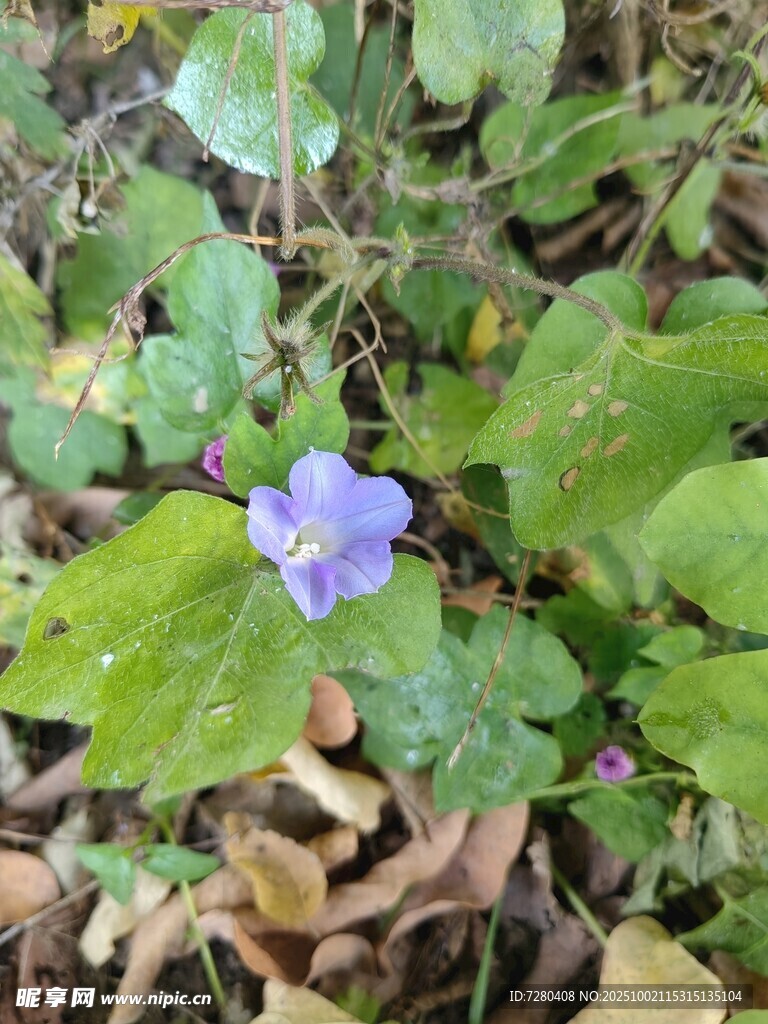 蓝紫色小花绽放绿叶间