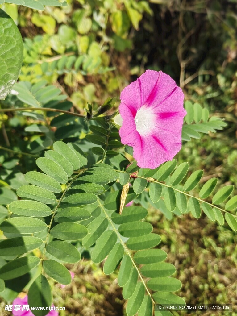 粉色牵牛花绽放绿叶间