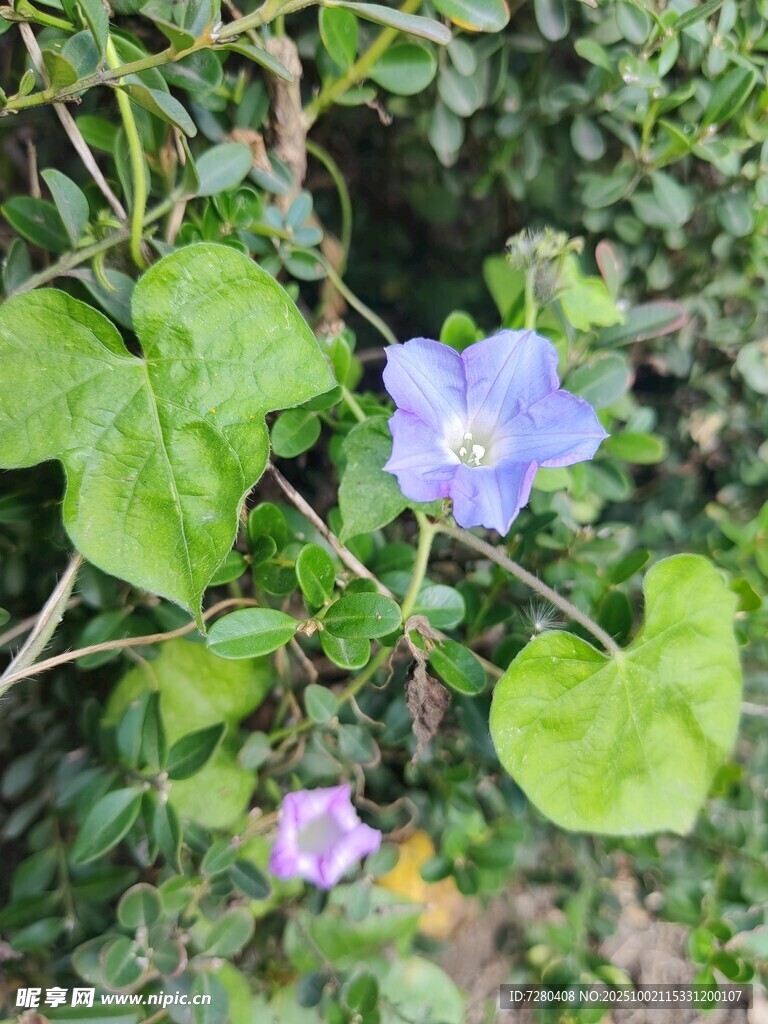 蓝紫牵牛花绽放绿叶间