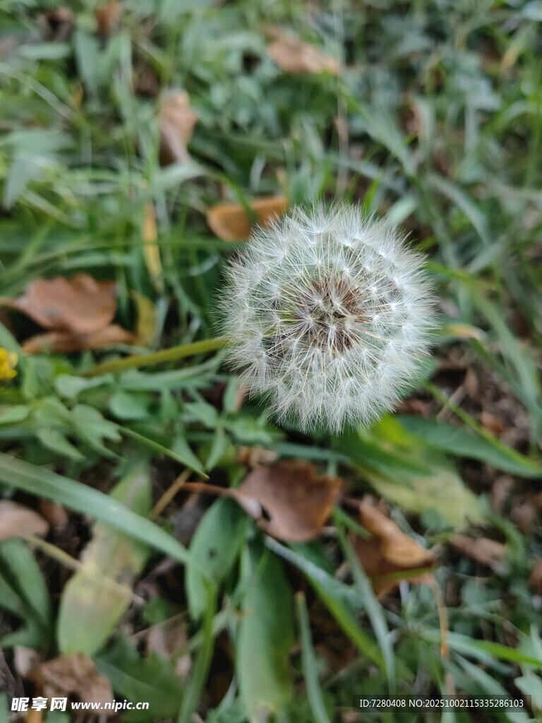 草地上的蒲公英球
