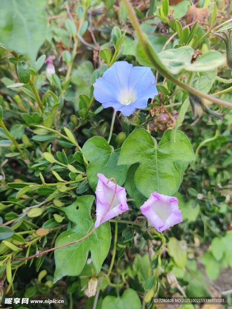 蓝紫牵牛花绽放于草丛
