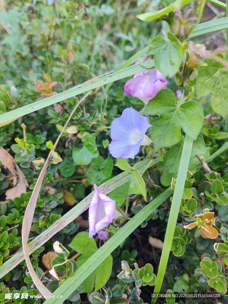 草丛中的蓝紫色牵牛花