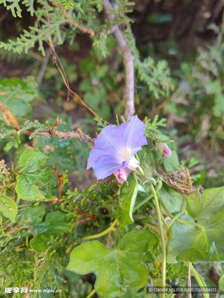 紫色牵牛花绽放绿叶间