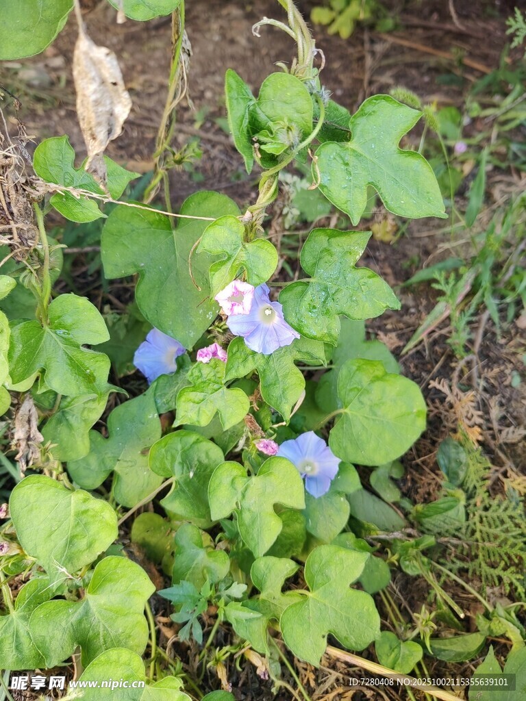 绿叶丛中的蓝色小花