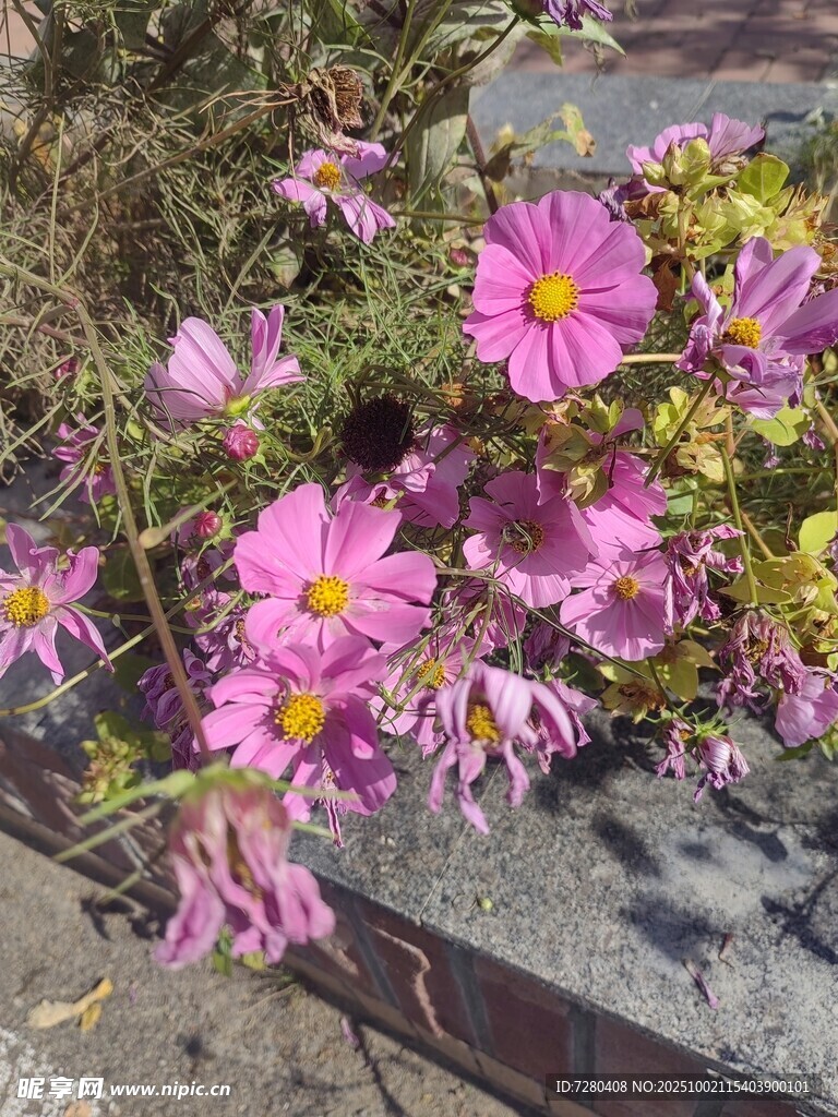 绽放的艳丽波斯菊